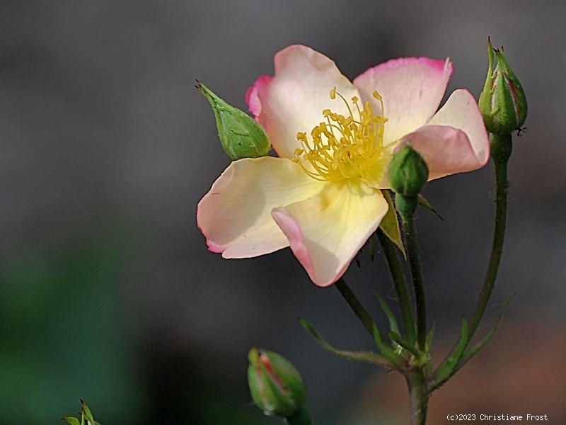 Moschata-Rose Plaisanterie ®,   Lentrimera ® , Lens 1996, Co. 5 L