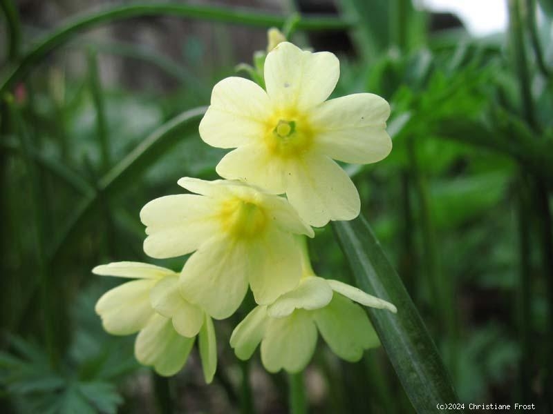 6 x Hohe Schlüsselblume, Wildform, hellgelb - Tb 9