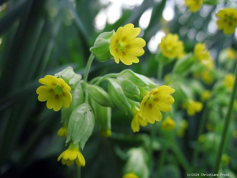 6 x Echte Schlüsselblume, gelb, duftend - Tb 9