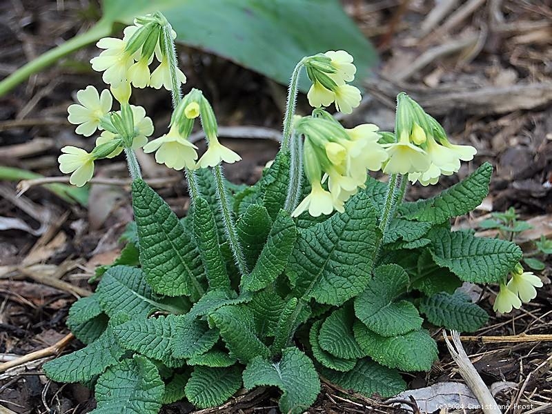 6 x Echte Schlüsselblume, gelb, duftend - Tb 9