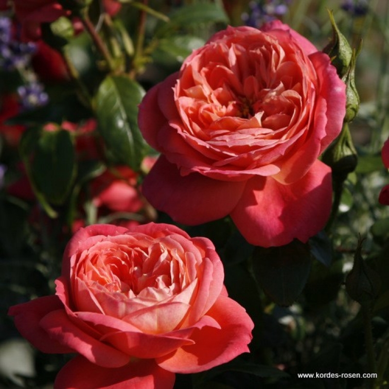 Beetrose Queen of Hearts ® Korliolow ® Kordes 2008 - Co. 5 L