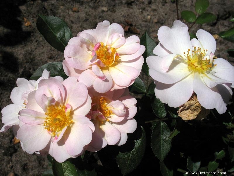 Moschata-Rose Queen of the Musks ,  Paul, 1913 - Co. 7,5 L