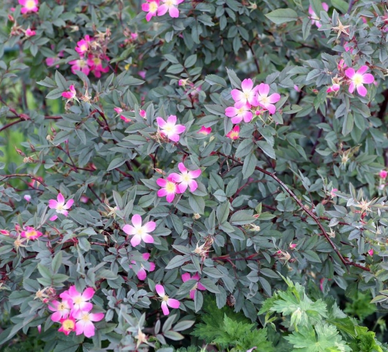 Blaue Hechtrose - Rosa glauca - Wildrose - Wurzelware