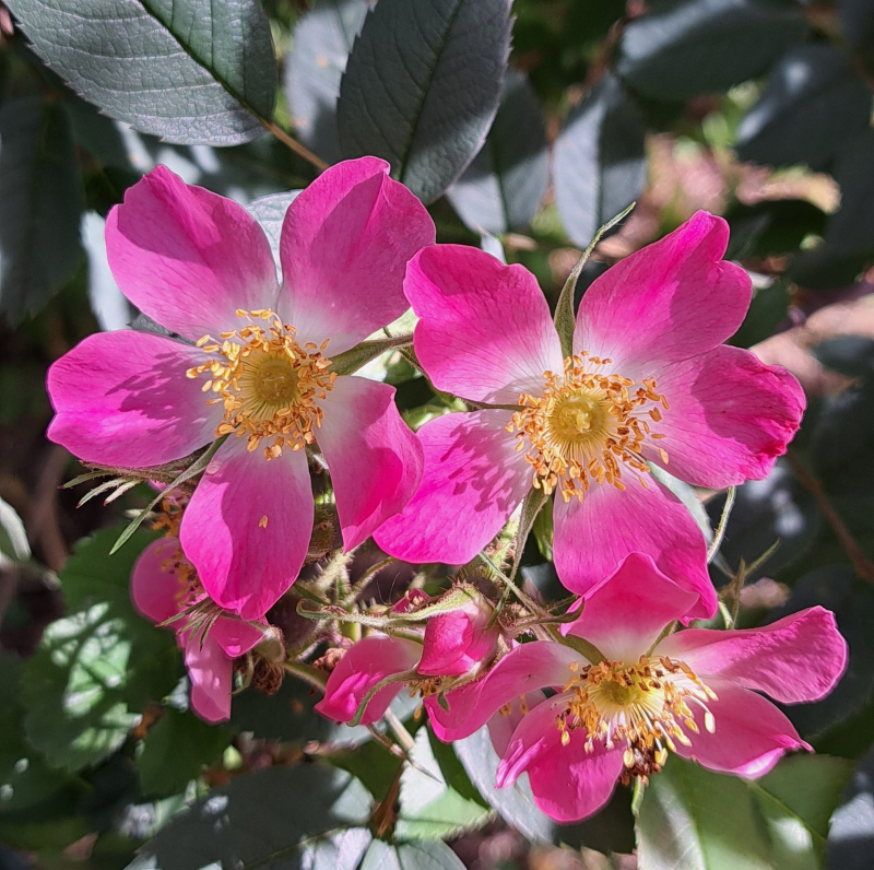 Blaue Hechtrose - Rosa glauca - Wildrose , Co. 3 L