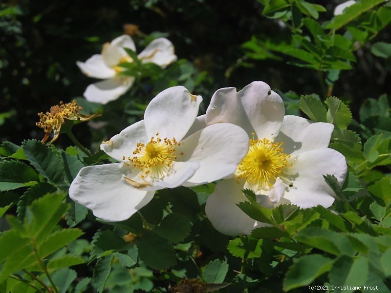 Dünenrose / Bibernellrose - Rosa pimpinellifolia - Wildrose - Wurzelware