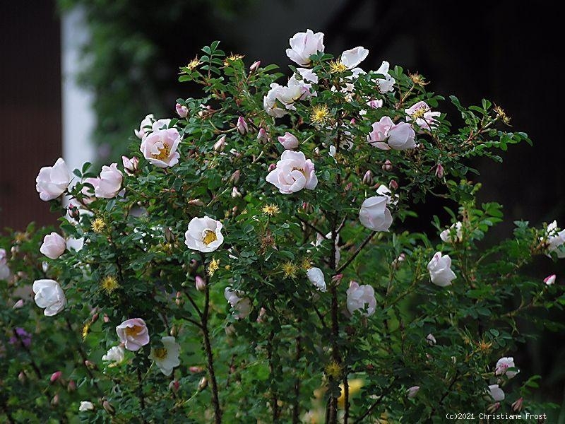Dünenrose / Bibernellrose - Rosa pimpinellifolia - Wildrose - Wurzelware