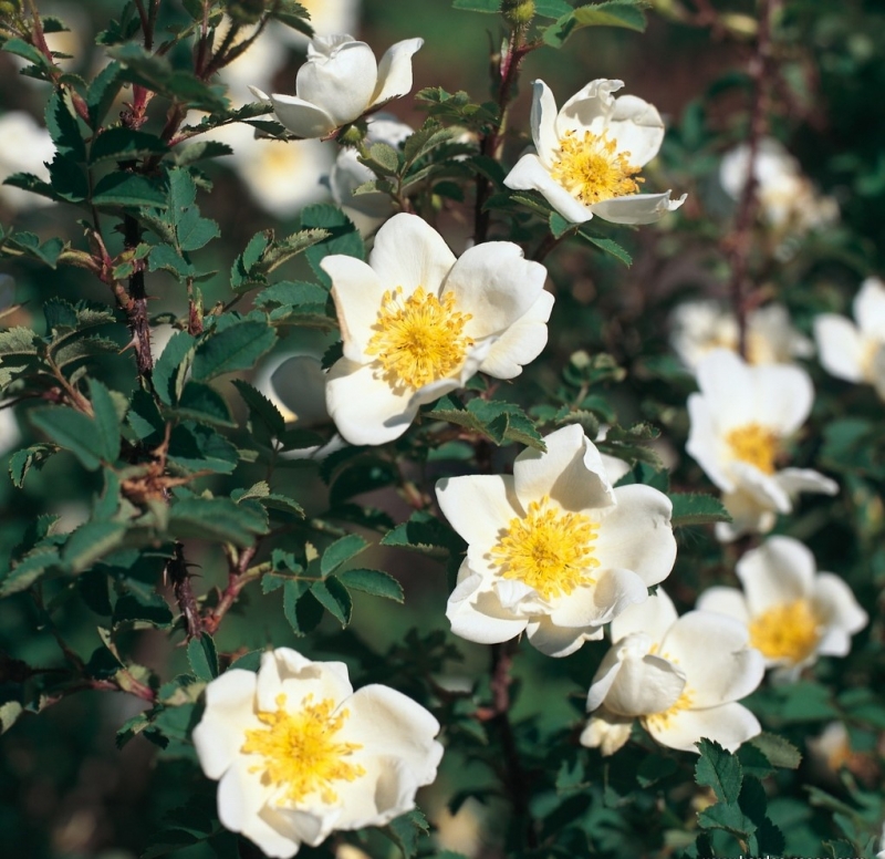 Dünenrose / Bibernellrose - Rosa pimpinellifolia - Wildrose - Co. 3 L
