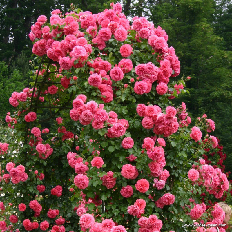 Kletterrose Rosarium Uetersen ®, Kortersen ® , Kordes, 1977 - Wurzelware