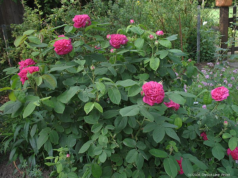 Historische Rose  Rose de Resht  ,  vor 1900 - Wurzelware