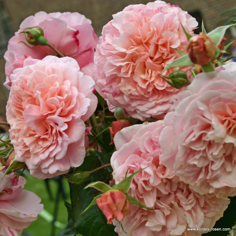 Kletterrose  Rose de Tolbiac ® ,  Korcaseipp ® Kordes 2013 - Co. 5 L