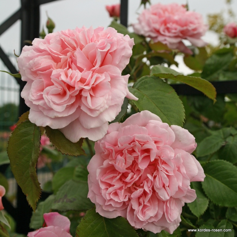 Kletterrose  Rose de Tolbiac ® ,  Korcaseipp ® Kordes 2013 - Co. 5 L