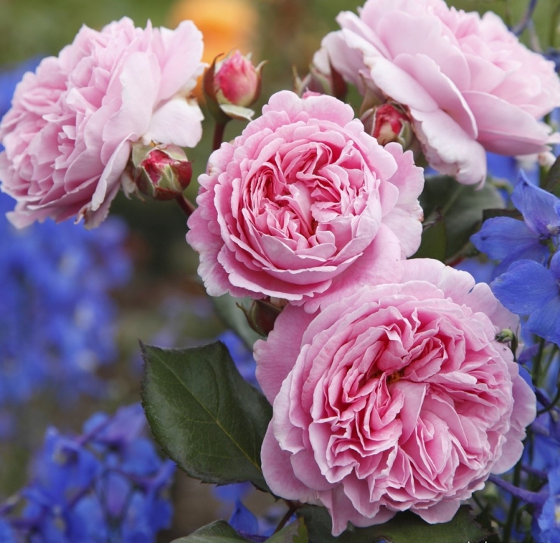Beetrose Rosengräfin Marie Henriette ® , Kordes, 2013, ADR-Rose, Parfuma®-Duftrose - Wurzelware
