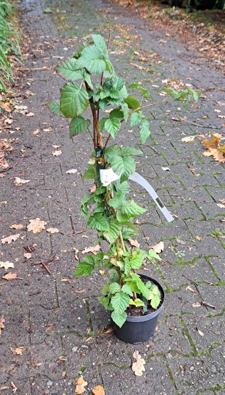 Tayberry - Kreuzung aus Brombeere + Himbeere - 40-60 cm, Co. 3 L
