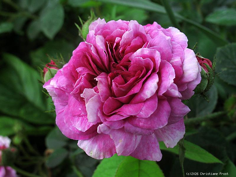 Historische Ramblerrose Russelliana , vor 1826 - Wurzelware