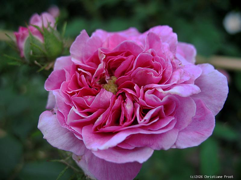 Historische Ramblerrose Russelliana , vor 1826 - Wurzelware