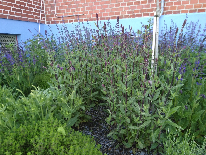 Zier-Salbei Caradonna - dunkelviolett - TB 9