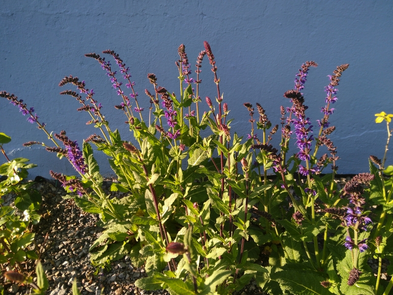 Zier-Salbei Caradonna - dunkelviolett - TB 11