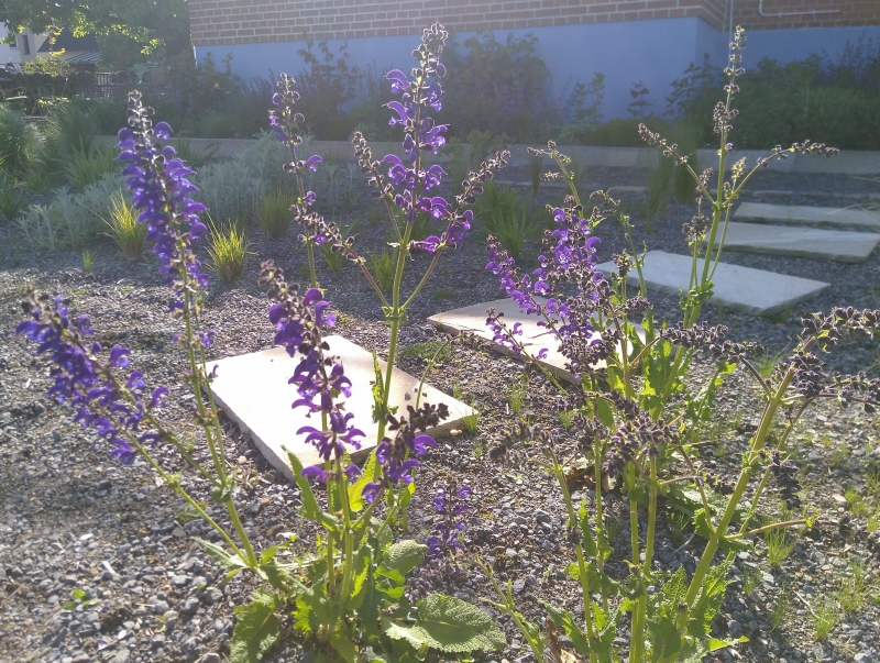 Wiesen-Salbei , violettblaue Bienenweide, sonnig und trocken - Tb 11