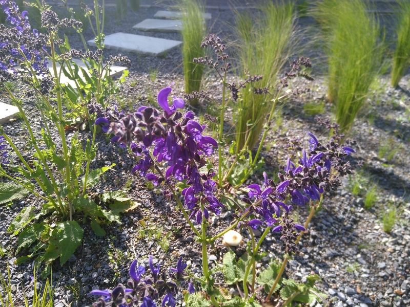 Wiesen-Salbei , violettblaue Bienenweide, sonnig und trocken - Tb 11