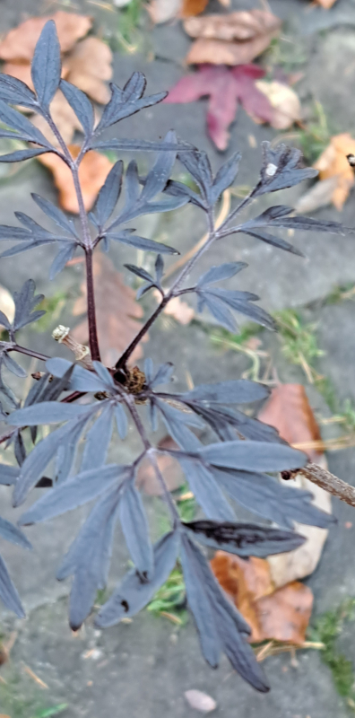 NEU - Rotlaubiger Schlitz-Holunder Cherry Lace ® - Zwergform - sehr dekorativ - Co. 3 L