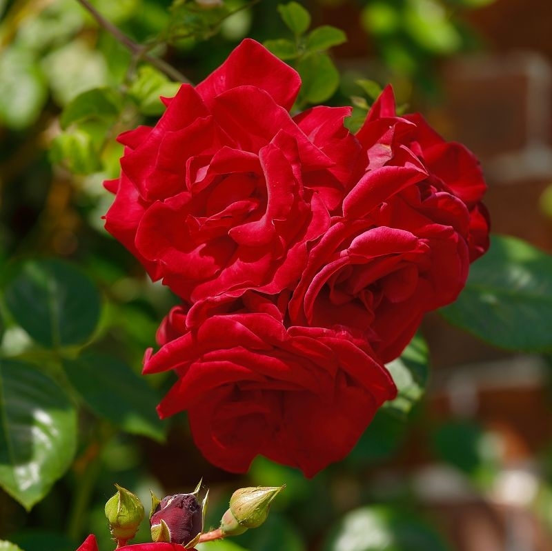 Kletterrose Santana ® , Tanklesand ® , Tantau, Co. 7,5 L