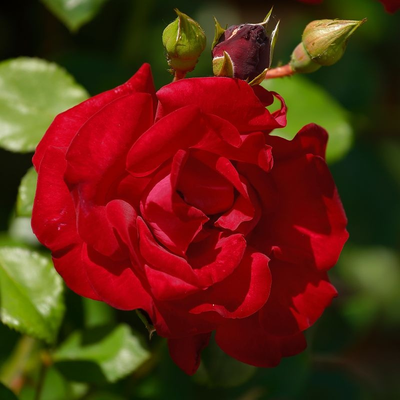 Kletterrose Santana ® , Tanklesand ® , Tantau, 1985 - Wurzelware