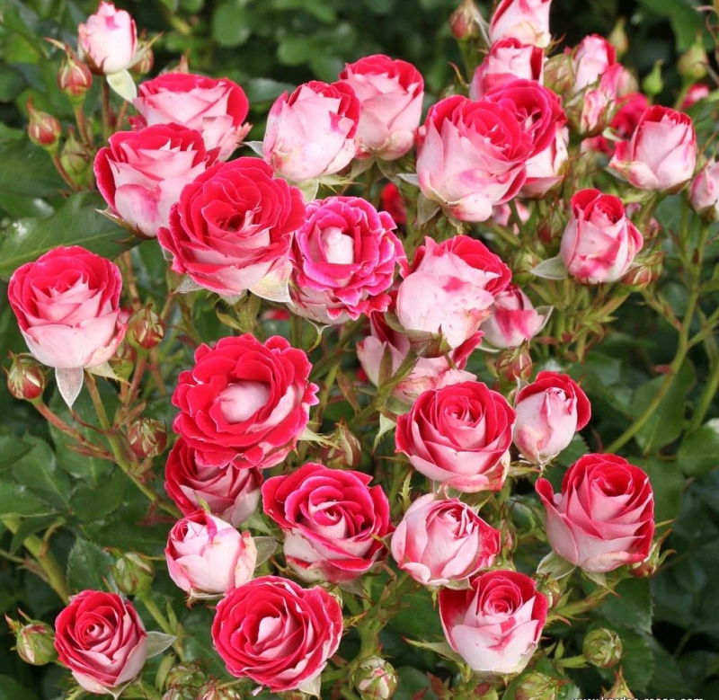 Beetrose Schöne Koblenzerin  ® , Korburox ® Kordes, 2011 -  Co. 5 L