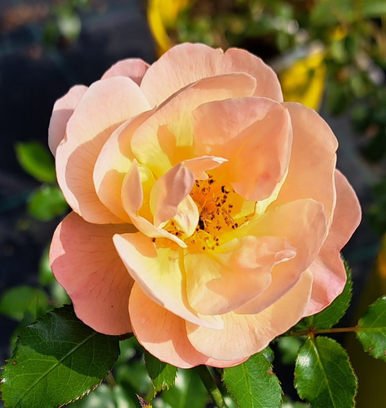 Bodendeckerrose  Sedana ®  Noa97400A ® , Noack, ADR-Rose, Co. 5 L