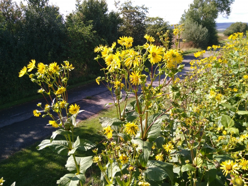 3 x Becherpflanze / Silphie, Solitärstaude - Tb 11