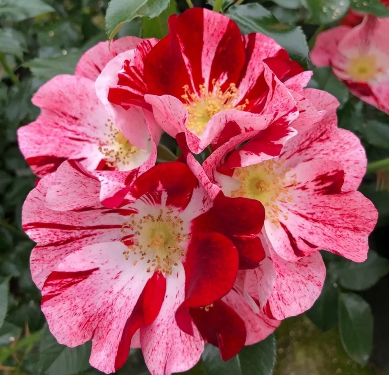 NEU - Bodendeckerrose Simsalabim ®  Kornekcraz ® , Kordes, 2023, ADR-Rose - Co. 5 L