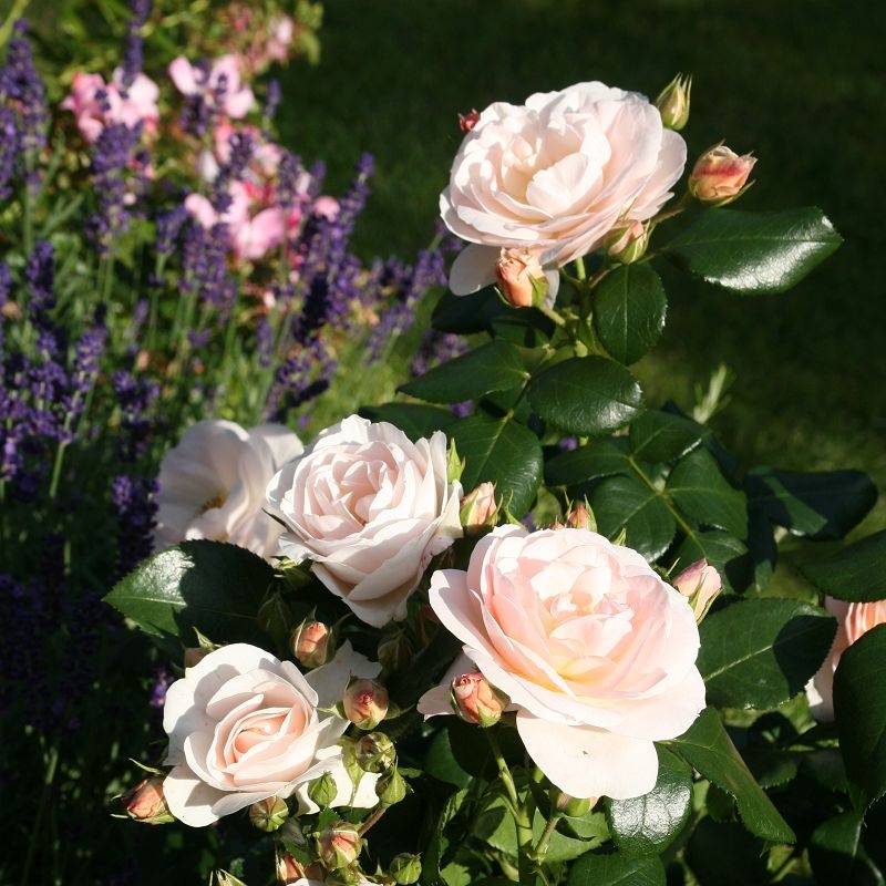 Beetrose Sirius ®, TAN05415 ® Tantau, 2005 / 2013 - ADR-Rose - Co. 5 L