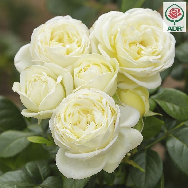 NEU - Edelrose  Solo ® , Tantau, 2022 , ADR-Rose - Co. 5 L