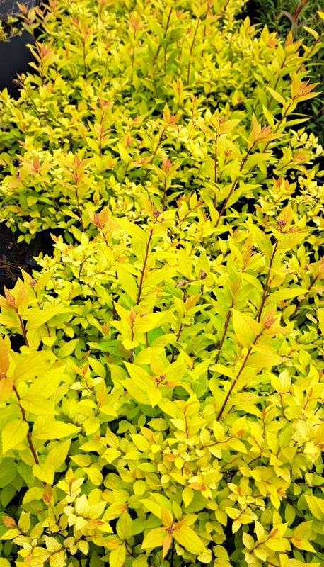 Gelblaubige Sommer-Spiere Goldmound -  15-20 cm hoch - Co. 2 L