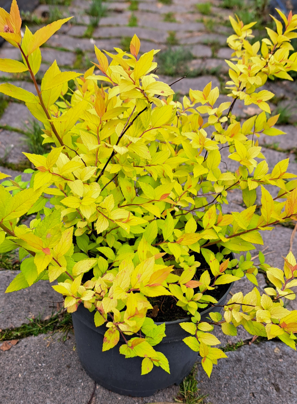 Gelblaubige Sommer-Spiere Goldmound -  15-20 cm hoch - Co. 2 L