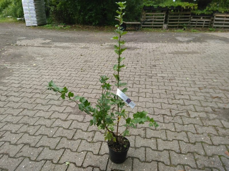 Rote Stachelbeere Captivator - dornenlos - 40 - 50 cm - Co. 3 Liter