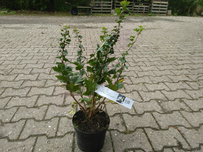 Grüne Stachelbeere Invicta - großfruchtig - Co. 3 L