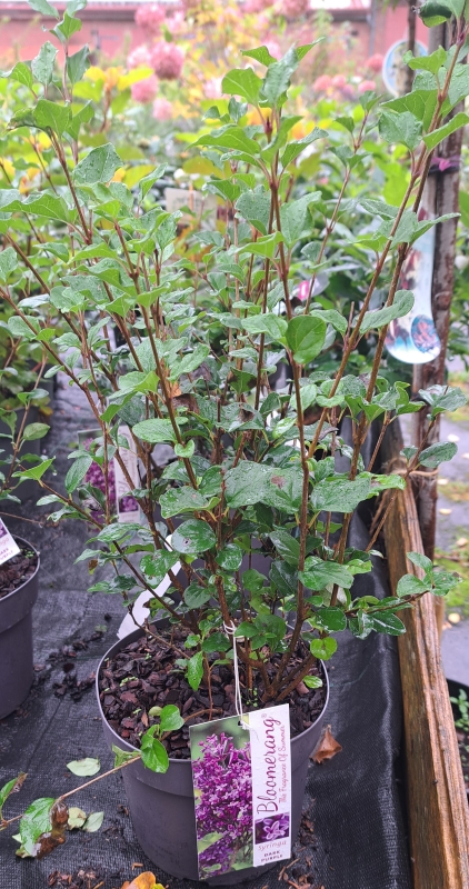 Zwerg-Duftflieder Bloomerang ® Dark Purple ®, sehr lange Blütezeit, 30-40 cm - Co. 3 L