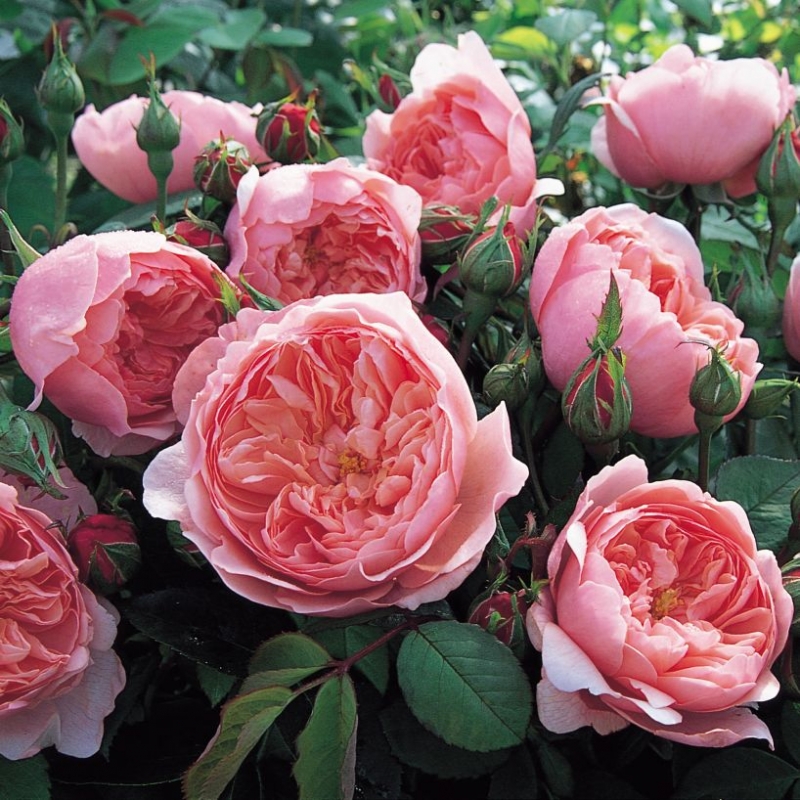 Englische Rose The Alnwick Rose ®  Ausgrab ® Austin, 2001 - Co. 7,5 L