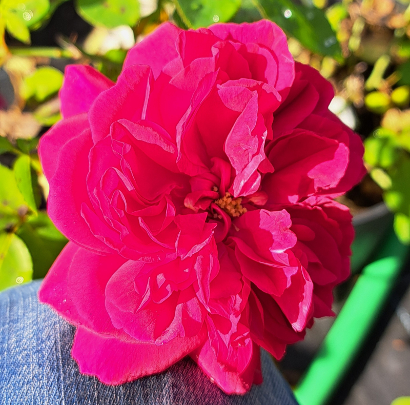 Englische Rose Thomas A Becket ® , Auswinston ® David Austin , 2013 - Co. 5 L