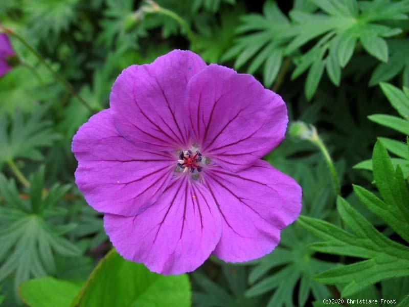 Geranium Tiny Monster