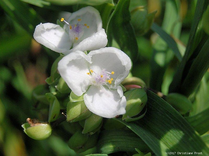 Weiße Dreimasterblume Innocence, Dauerblüher - Co. 2 L