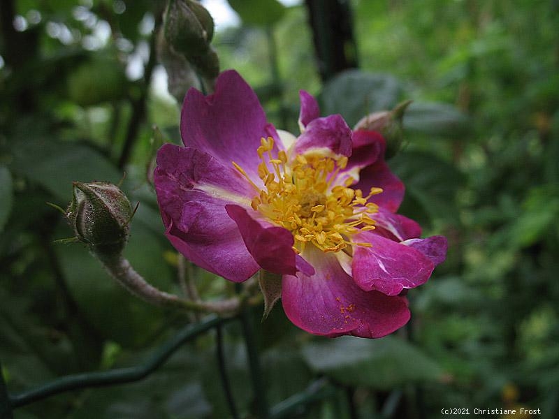 Historische Ramblerrose Veilchenblau, Schmidt, 1909, Co. 7,5 L - für den Schatten