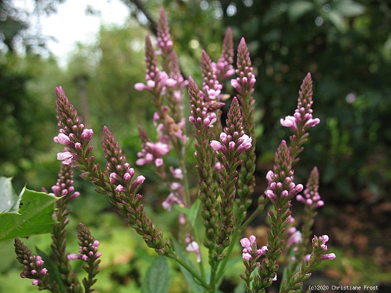 3 x Rosa Eisenkraut Rosea, Dauerblühende Bienenweide, Tb 9
