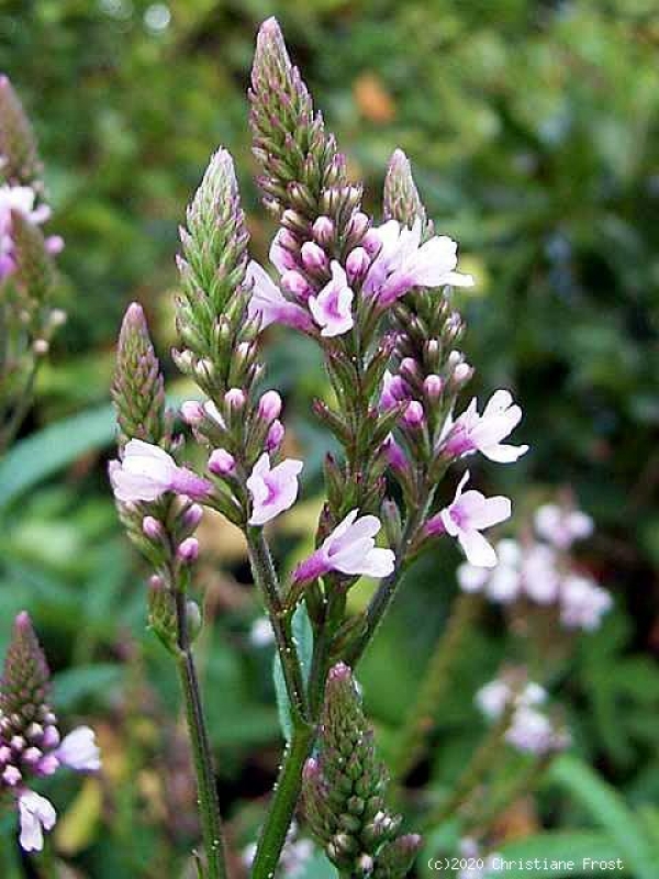 Rosa Eisenkraut Pink Spires, Dauerblühende Bienenweide, Co. 2 L