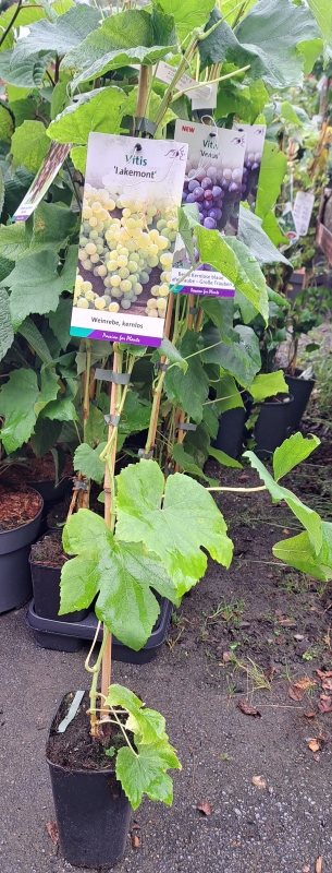 Weiße Tafeltraube Lakemont, kernlos, pilz -und frostfest,  80 cm hoch, Co. 2 L