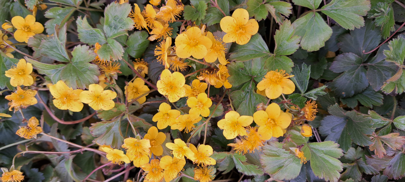 6 x Dreiblatt-Golderdbeere - Waldsteinia ternata - TB 9