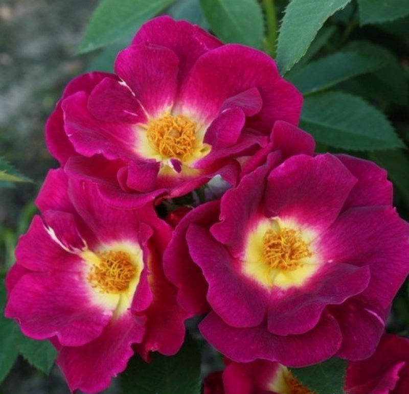 Bodendeckerrose  Weg der Sinne ®  Korwedesi ® , Kordes 2015 - ADR-Rose - Co. 5 L