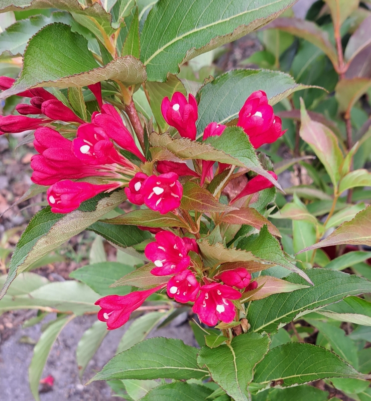 NEU - Zwerg-Weigelie All Summer Red ® - knallrote Blüten von Mai - Oktober -30-40 cm - Co. 7,5 L