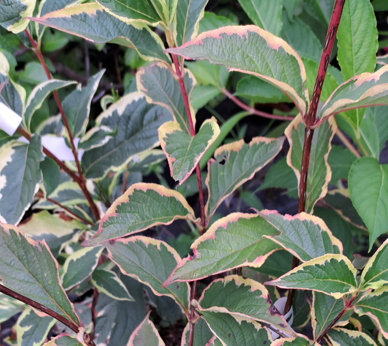 Zwerg-Weigelie Nana Variegata - rosa Blüte und weiß-buntes Blatt - 50-60 cm hoch - Co. 7,5 L