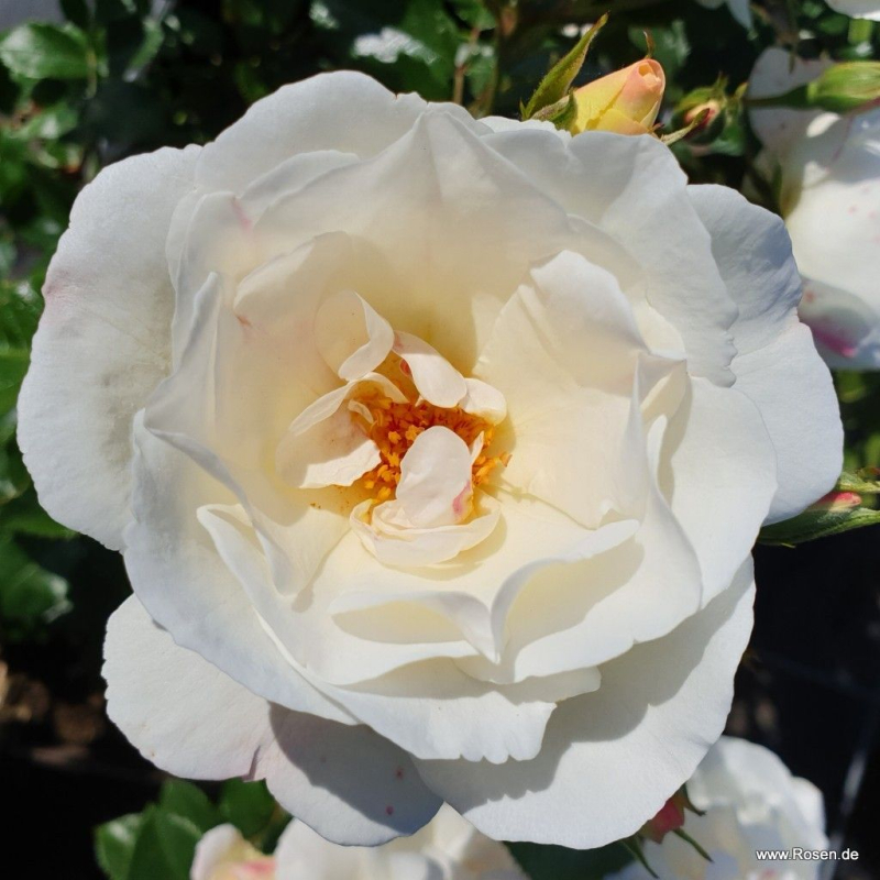 Strauchrose Weiße Wolke ® KO 03/1484-03 ® Kordes, 2018 - Wurzelware
